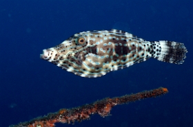 Bali 2016 - Scrawled filefish - Poisson lime gribouille - Aluterus sriptus - IMG_5938_rc